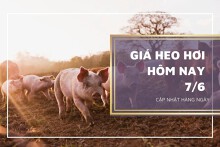 Giá heo hơi hôm nay 7/6: Giảm nhẹ, thấp nhất 56.000 đồng/kg