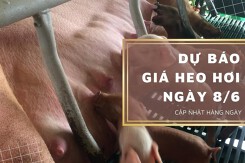 Dự báo giá heo hơi ngày 8/6: Tiếp tục giảm trên diện rộng?