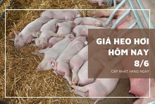 Giá heo hơi hôm nay 8/6: Tăng trở lại 1.000 đồng/kg