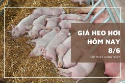 Giá heo hơi hôm nay 8/6: Tăng trở lại 1.000 đồng/kg