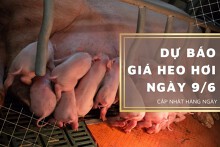 Dự báo giá heo hơi ngày 9/6: Xu hướng tăng vẫn kéo dài?