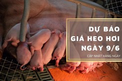 Dự báo giá heo hơi ngày 9/6: Xu hướng tăng vẫn kéo dài?