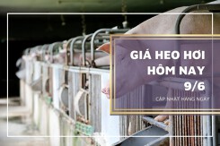 Giá heo hơi hôm nay 9/6: Biến động không đồng nhất