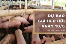 Dự báo giá heo hơi ngày 10/6: Điều chỉnh giảm tại nhiều địa phương?