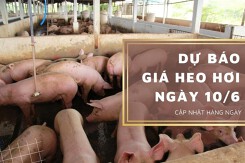 Dự báo giá heo hơi ngày 10/6: Điều chỉnh giảm tại nhiều địa phương?
