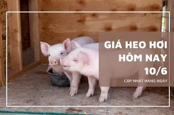Giá heo hơi hôm nay 10/6: Tăng giảm không đồng nhất 1.000 đồng/kg