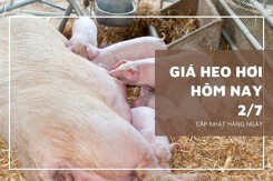 Giá heo hơi hôm nay 2/7: Thị trường tiếp đà tăng trong tuần tới?