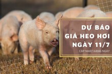 Dự báo giá heo hơi ngày 11/7: Thị trường sẽ điều chỉnh tăng?
