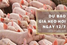 Dự báo giá heo hơi ngày 12/7: Các địa phương tiếp tục ghi nhận tăng?