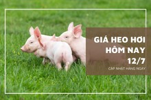 Giá heo hơi hôm nay 12/7: Thị trường đứng giá