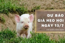 Dự báo giá heo hơi ngày 13/7: Xu hướng tăng tiếp tục duy trì?