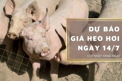 Dự báo giá heo hơi ngày 14/7: Tiếp tục tăng tại nhiều địa phương?