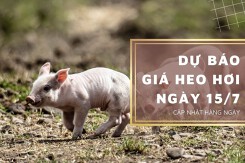 Dự báo giá heo hơi ngày 15/7: Thị trường đứng giá?