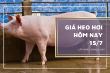 Giá heo hơi hôm nay 15/7: Biến động trái chiều ở khu vực phía Nam