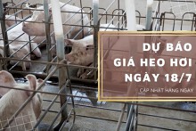 Dự báo giá heo hơi ngày 18/7: Các địa phương điều chỉnh trái chiều?