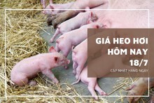 Giá heo hơi hôm nay 18/7: Duy trì ổn định từ 58.000 đồng/kg đến 63.000 đồng/kg