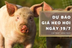 Dự báo giá heo hơi ngày 19/7: Thị trường tiếp tục đứng yên?