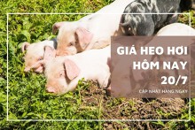 Giá heo hơi hôm nay 20/7: Giảm rải rác ở một số địa phương