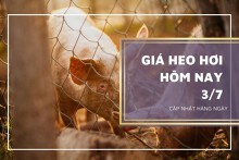 Giá heo hơi hôm nay 3/7: Từ 58.000 đồng/kg đến 64.000 đồng/kg