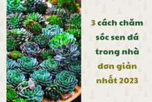 3 cách chăm sóc sen đá trong nhà đơn giản nhất 2023