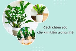 Hướng dẫn cách chăm sóc cây kim tiền trong nhà chi tiết năm 2023