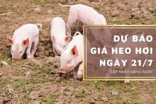 Dự báo giá heo hơi ngày 21/7: Xu hướng giảm tiếp tục duy trì?