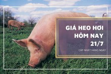 Giá heo hơi hôm nay 21/7: Biến động trái chiều, thấp nhất 59.000 đồng/kg