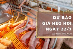 Dự báo giá heo hơi ngày 22/7: Tiếp tục điều chỉnh giảm?