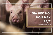 Giá heo hơi hôm nay 23/7: Thị trường tiếp tục giảm trong tuần tới?