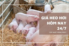 Giá heo hơi hôm nay 24/7: Trong khoảng 59.000 đồng/kg đến 64.000 đồng/kg