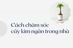 Mách bạn cách chăm sóc cây kim ngân trong nhà đơn giản nhất 2023