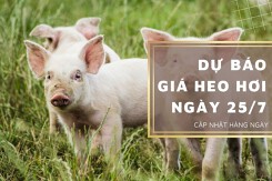 Dự báo giá heo hơi ngày 25/7: Thị trường tiếp đà giảm?