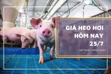 Giá heo hơi hôm nay 25/7: Giảm từ 1.000 đồng/kg đến 2.000 đồng/kg
