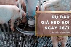 Dự báo giá heo hơi ngày 26/7: Tiếp đà giảm?