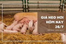 Giá heo hơi hôm nay 26/7: Tiếp tục giảm thêm 1.000 đồng/kg ở một vài nơi