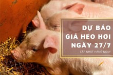 Dự báo giá heo hơi ngày 27/7: Xu hướng giảm vẫn tiếp diễn?