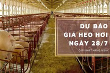 Dự báo giá heo hơi ngày 28/7: Thị trường tiếp đà giảm?