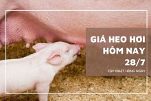 Giá heo hơi hôm nay 28/7: Giảm từ 1.000 đồng/kg đến 2.000 đồng/kg