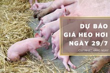 Dự báo giá heo hơi ngày 29/7: Xu hướng giảm tiếp tục duy trì?
