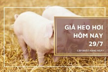 Giá heo hơi hôm nay 29/7: Tiếp đà giảm từ 1.000 đồng/kg đến 2.000 đồng/kg