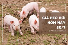 Giá heo hơi hôm nay 30/7: Xu hướng giảm vẫn tiếp diễn trong tuần sau?