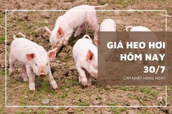 Giá heo hơi hôm nay 30/7: Xu hướng giảm vẫn tiếp diễn trong tuần sau?