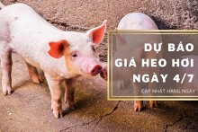 Dự báo giá heo hơi ngày 4/7: Tiếp đà tăng ở các địa phương?