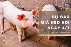 Dự báo giá heo hơi ngày 4/7: Tiếp đà tăng ở các địa phương?