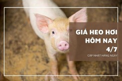 Giá heo hơi hôm nay 4/7: Tăng cao nhất 2.000 đồng/kg