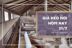 Giá heo hơi hôm nay 31/7: Dao động từ 57.000 đồng/kg đến 62.000 đồng/kg
