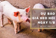 Dự báo giá heo hơi ngày 1/8: Tiếp tục giảm tại nhiều địa phương?