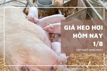Giá heo hơi hôm nay 1/8: Từ 57.000 đồng/kg đến 62.000 đồng/kg