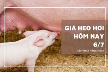 Giá heo hơi hôm nay 6/7: Tăng thêm từ 1.000 đồng/kg đến 2.000 đồng/kg