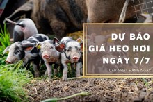 Dự báo giá heo hơi ngày 7/7: Thị trường sẽ đạt đỉnh mới?